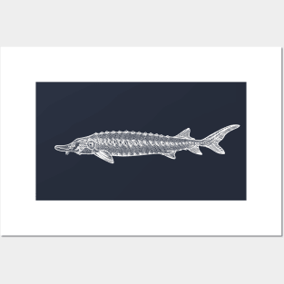 Common Sturgeon fish drawing for animal lovers Posters and Art